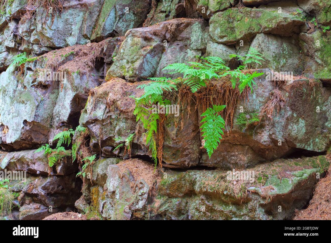 felce di legno su un muro di roccia Foto Stock