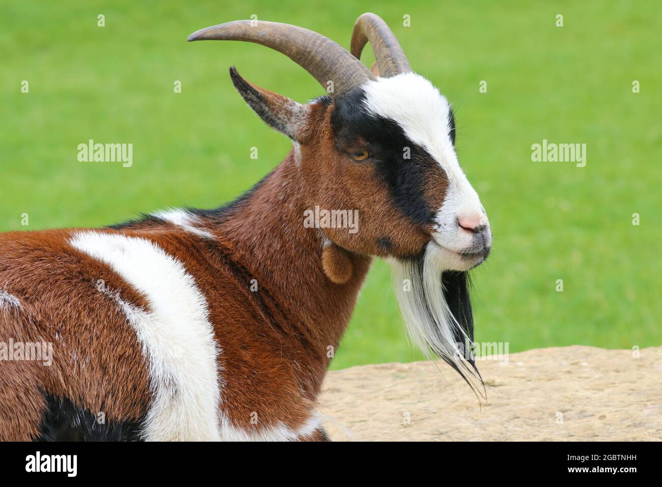 Testa di una capra pigmia marrone e bianca da vicino Foto Stock