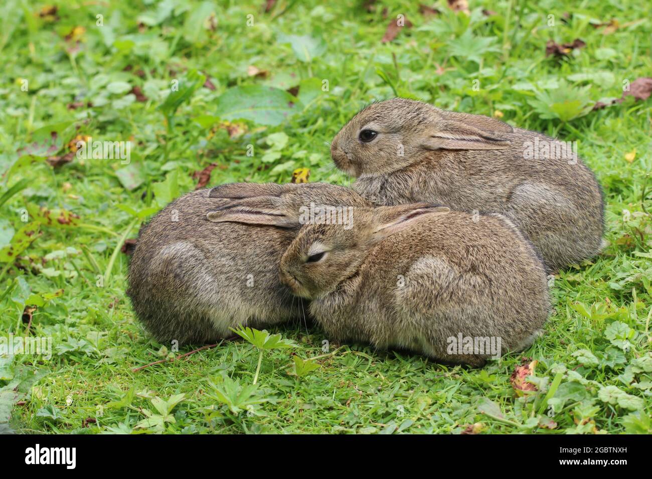 Coniglio selvaggio del bambino (Oryctolagus cuniculus) seduto in un campo. Foto Stock