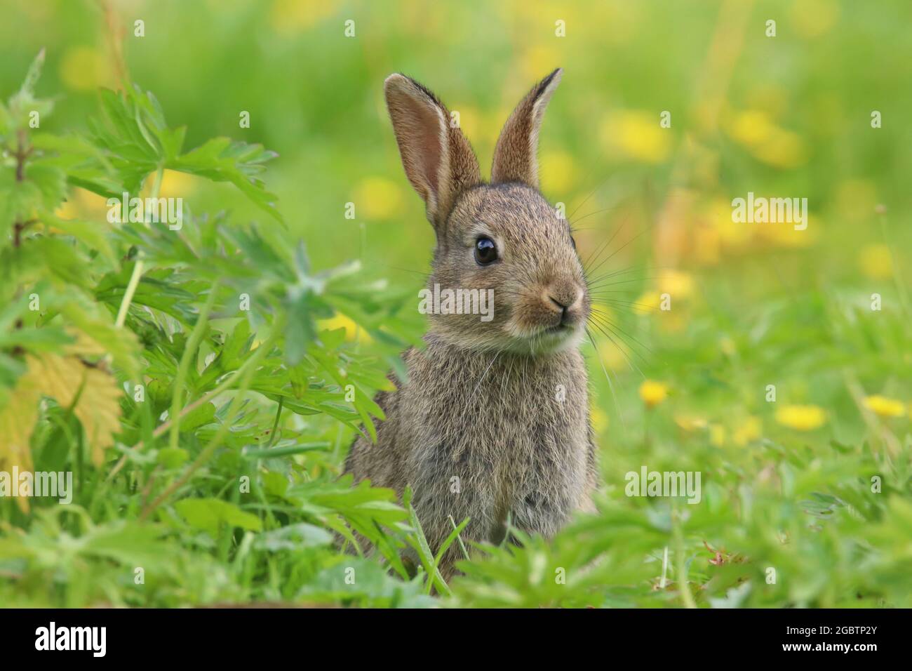 Coniglio selvaggio del bambino (Oryctolagus cuniculus) seduto in un campo. Foto Stock