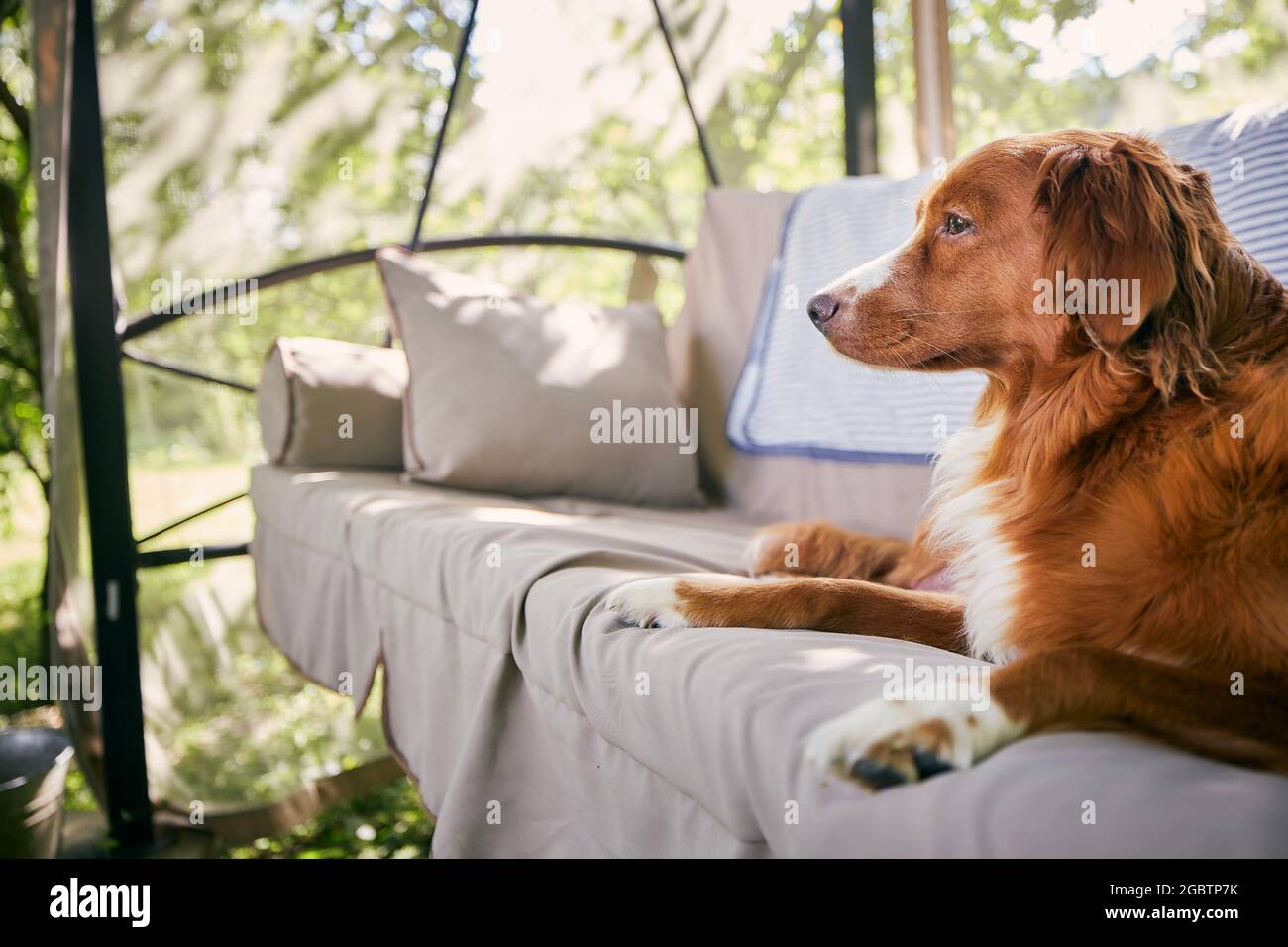 Carino cane su swing giardino. Nova Scotia Duck Tolling Retriever riposarsi nel giardino della casa durante il giorno d'estate. Foto Stock