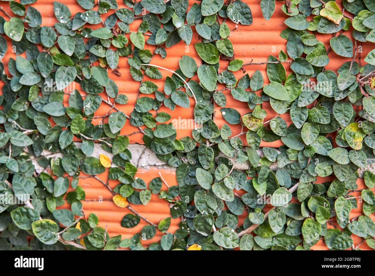 creepers verde sulla parete di mattone arancione. pianta di arrampicata orizzontale, edera o vite Foto Stock