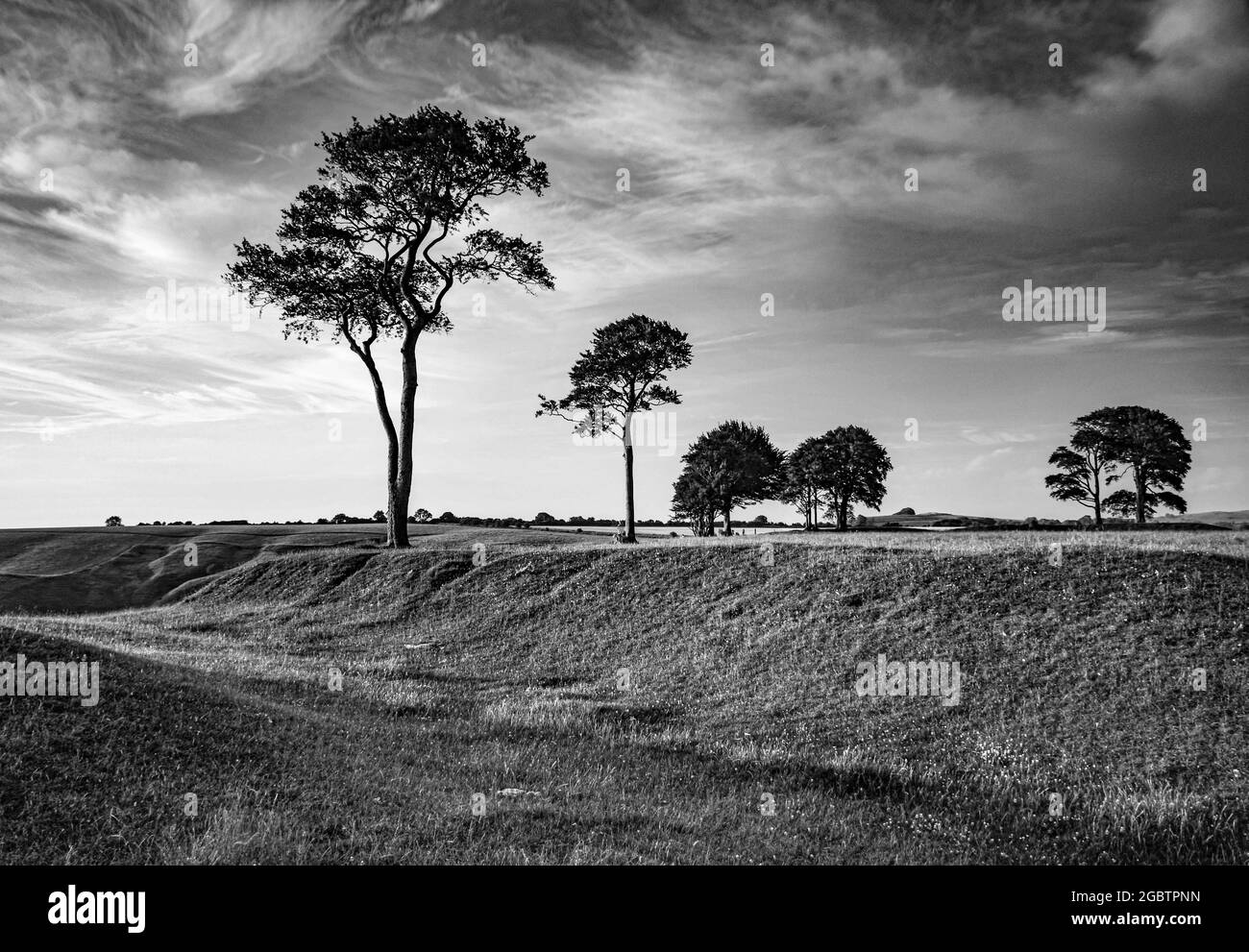 Alberi in campagna, Wiltshire, Regno Unito Foto Stock