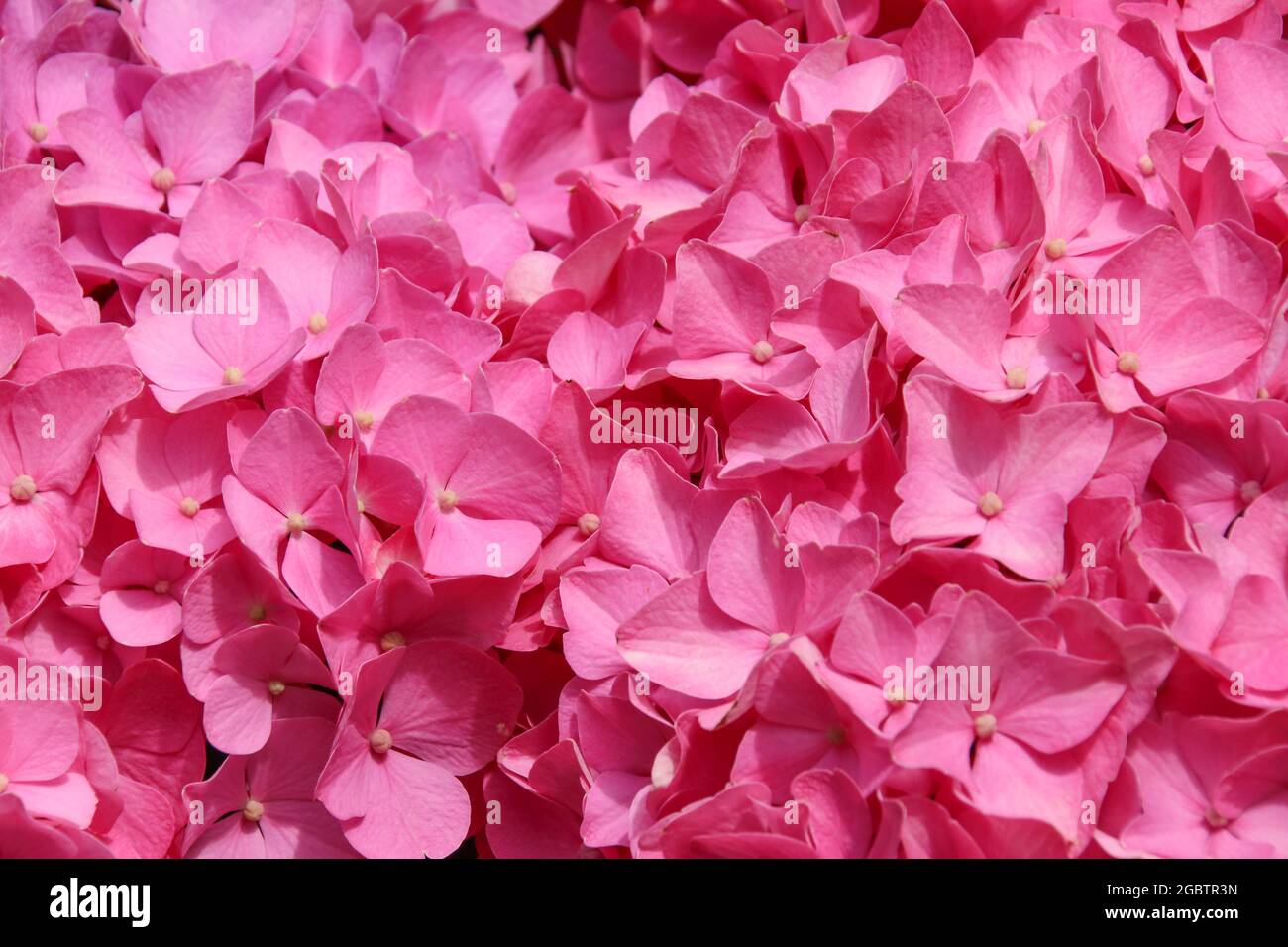Primo piano dettaglio di un fiore rosa brillante di Hydrangea in piena fioritura Foto Stock