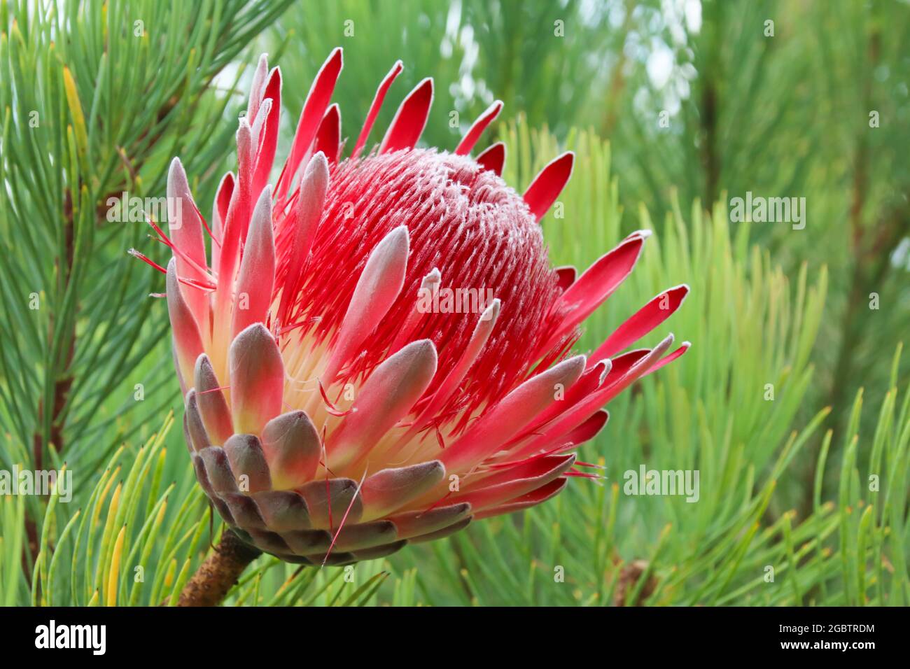 Primo piano dei fiori di King Protea. Foto Stock