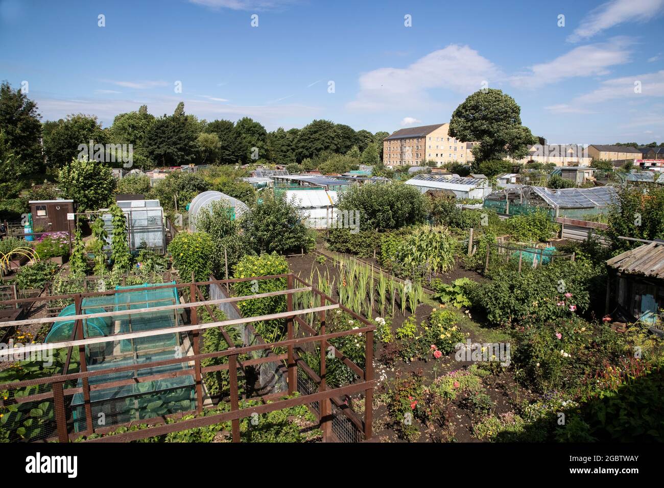 I giardinieri si allottano al sito di Lowlands a Mirfield, West Yorkshire Regno Unito con serre, verdure, frutta, fiori e capannoni Foto Stock