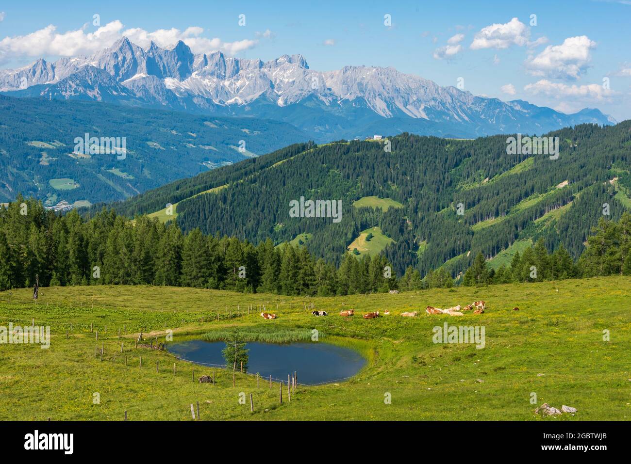 Una mandria di mucche che pascolano in un prato alpino con un piccolo stagno. Sullo sfondo il massiccio del Dachstein, alta Austria-Stiria, Austria Foto Stock