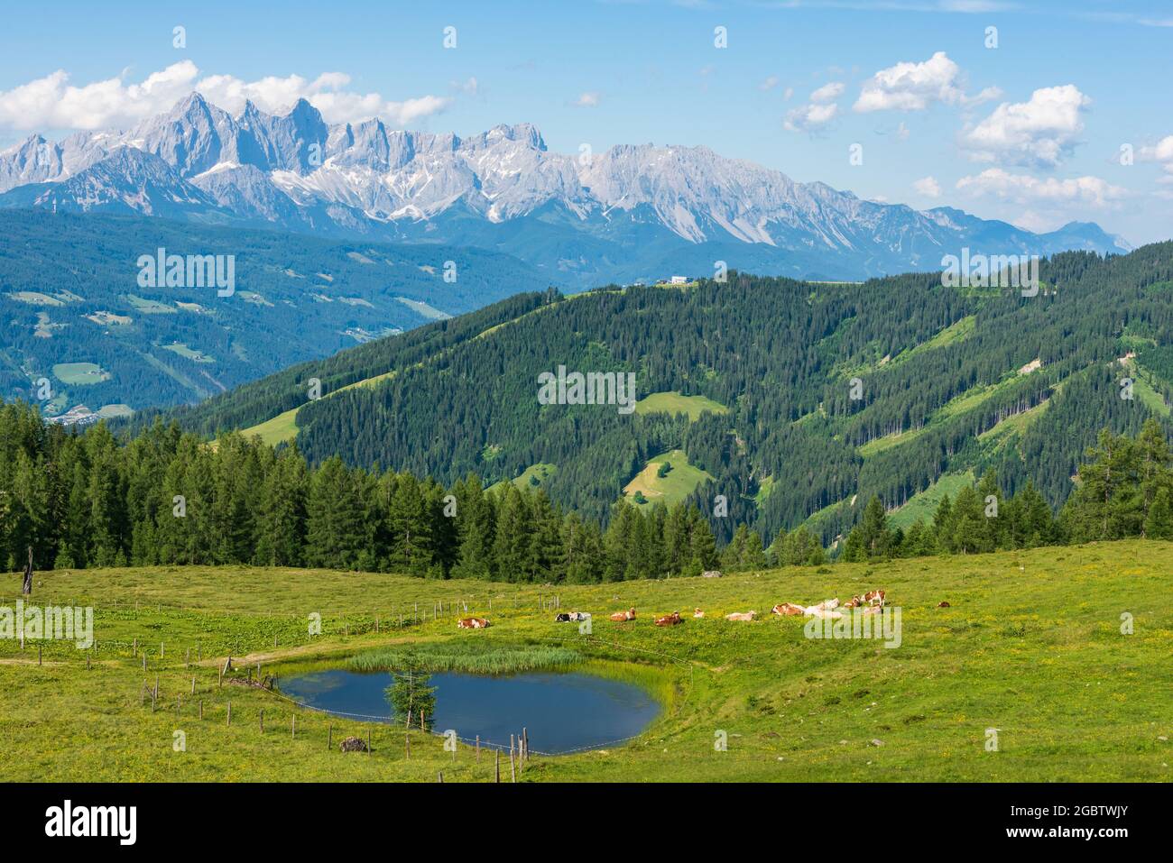 Una mandria di mucche che pascolano in un prato alpino con un piccolo stagno. Sullo sfondo il massiccio del Dachstein, alta Austria-Stiria, Austria Foto Stock