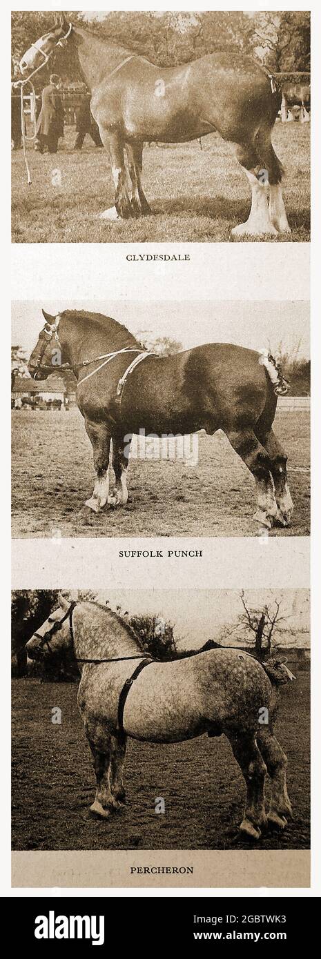 Una carta d'annata (intorno agli anni '40) che mostra le razze di cavalli di Clydesdale; Suffolk Punch & Percheron. Il Clydesdale proviene da Clydesdale, un nome arcaico per il Lanarkshire; la Scozia, il Punch Suffolk conosciuto anche come il cavallo Suffolk o Suffolk Sorrel, è una razza inglese di cavallo da traino originariamente allevato nel paese inglese del Sussex . La parola 'Punch' è una vecchia parola inglese per una persona di stout breve; Percheron è una razza di cavallo di tiro che ha avuto origine nella valle del fiume Huisne nella Francia occidentale Foto Stock
