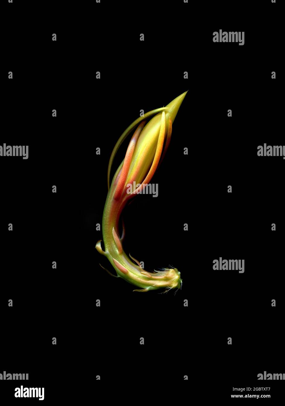 Fiore germoglio del cactus del tubo del Dutchman, osservante sia aggraziato che altro-mondano. Foto Stock