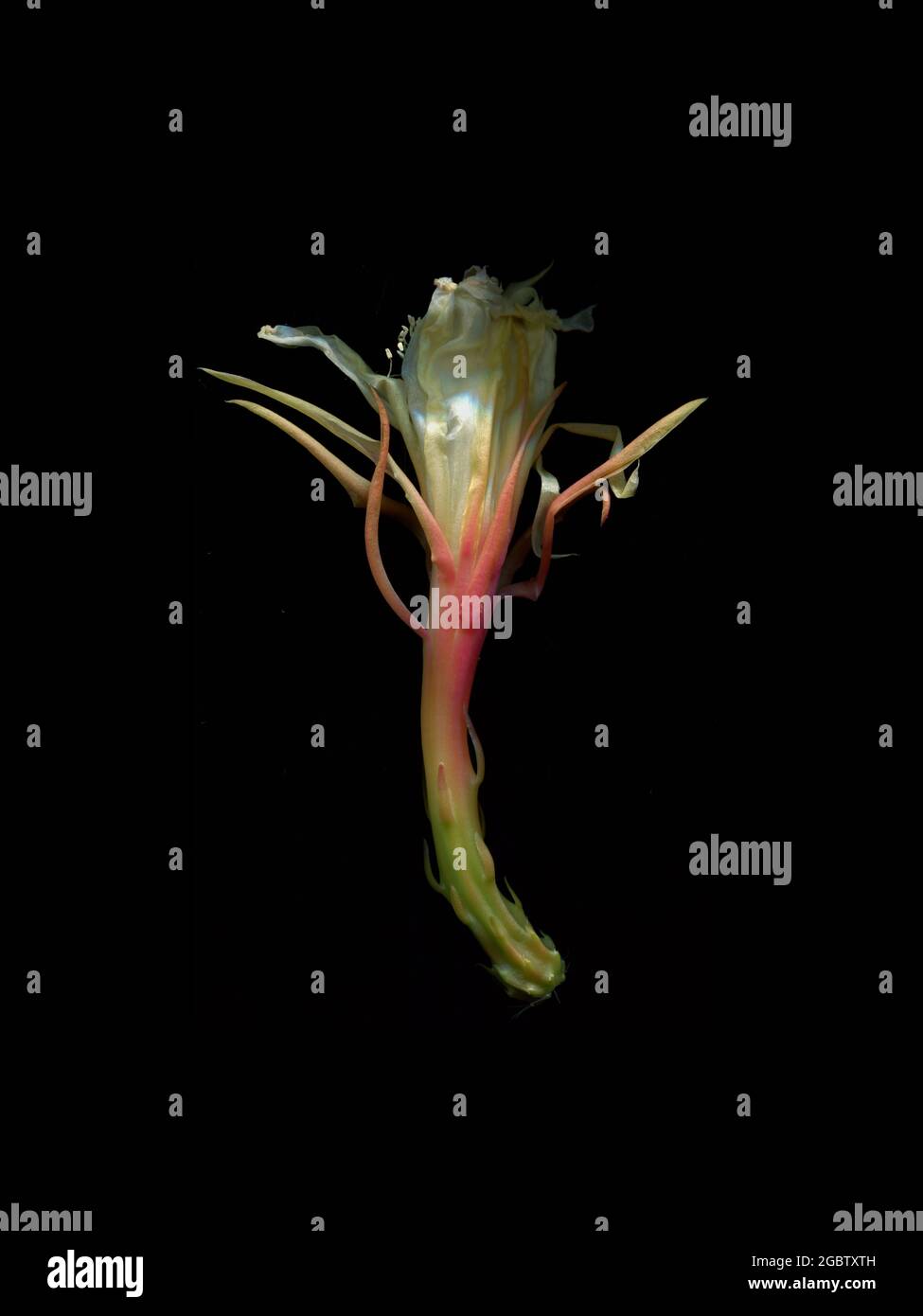 Il delicato fiore bianco dell'Epifyllum ossipetalum, il cactus del tubo dell'olandese, ancora bello come si sbiadisce. Foto Stock