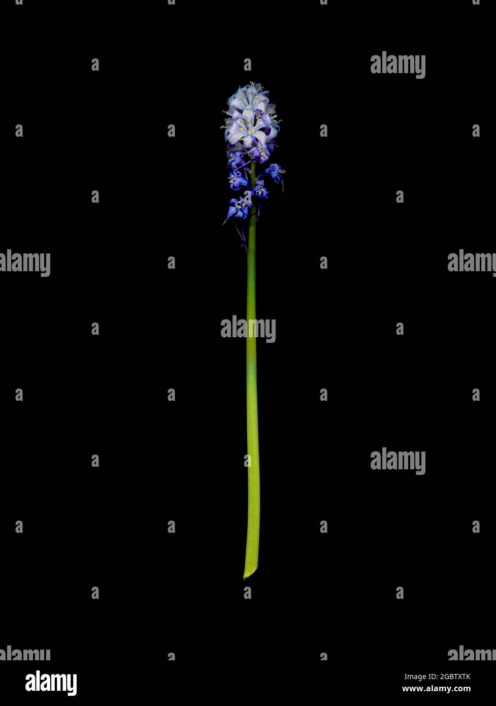 Un picco del bluebell comune, un giacinto selvaggio, passato il suo meglio, e insolito in quanto porta fiori sia viola che bianchi. Foto Stock