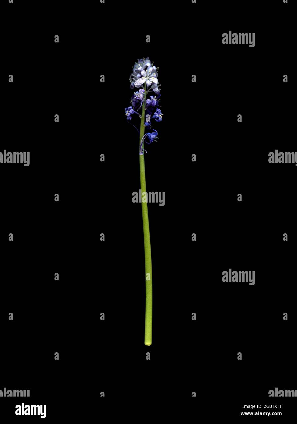 Un picco del bluebell comune, un giacinto selvaggio, passato il suo meglio, e insolito in quanto porta fiori sia viola che bianchi. Foto Stock
