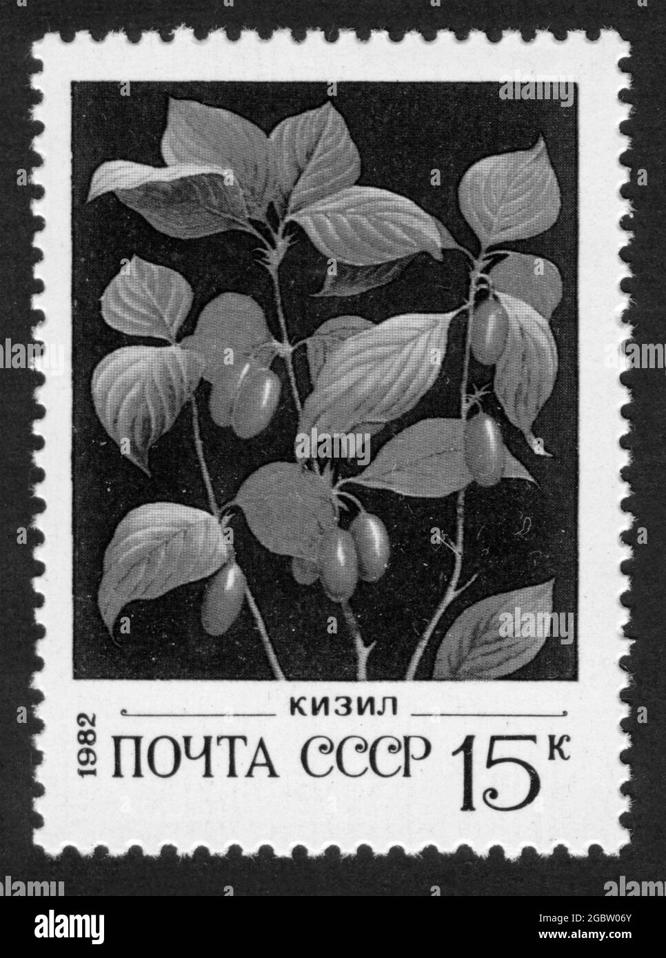 Stampa di francobolli in URSS,1982,bacche,dogwood Foto Stock