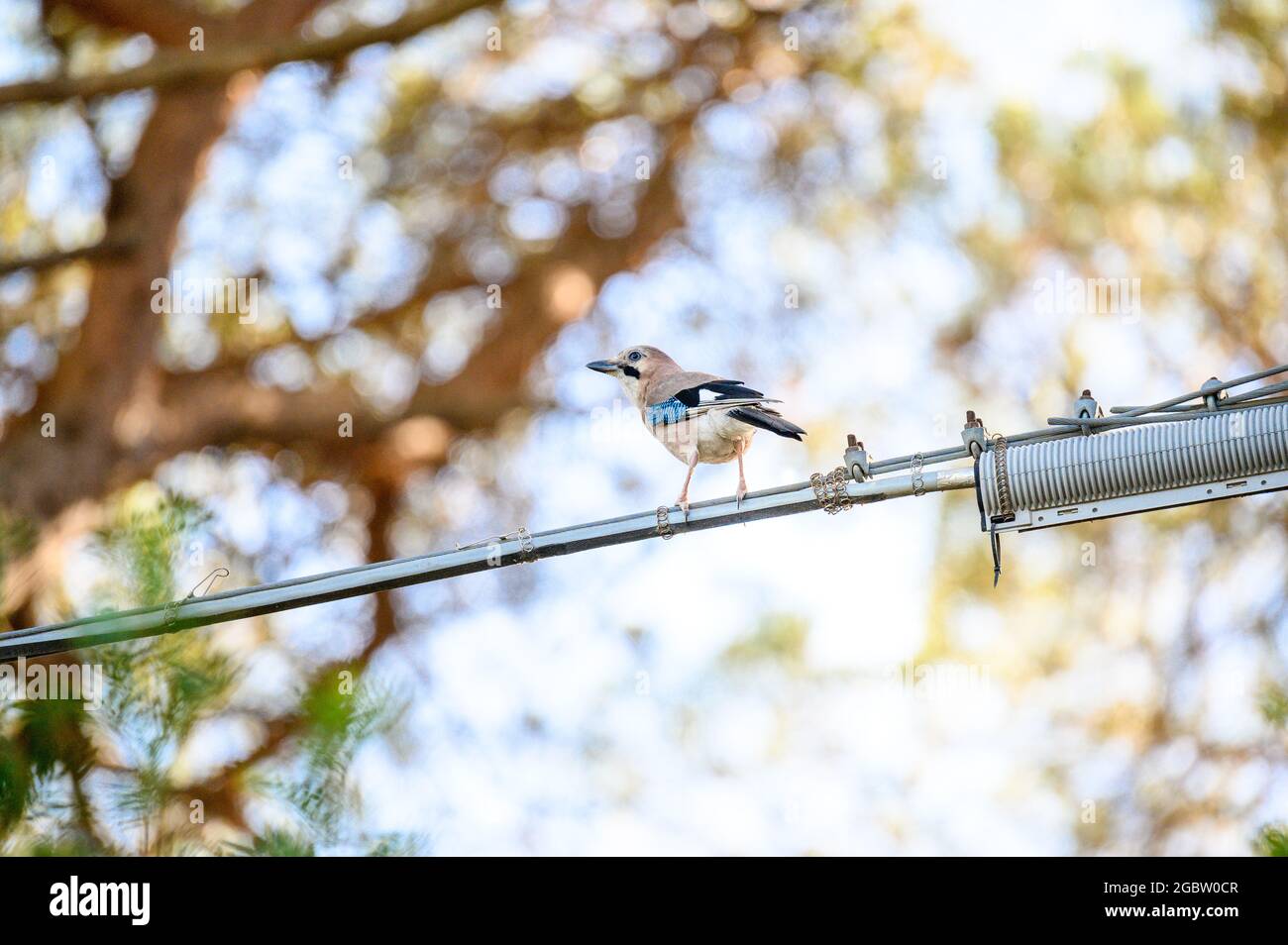 Fieno eurasiatico (Garrulus glandarius) nella pineta di Feniglia, Toscana Foto Stock