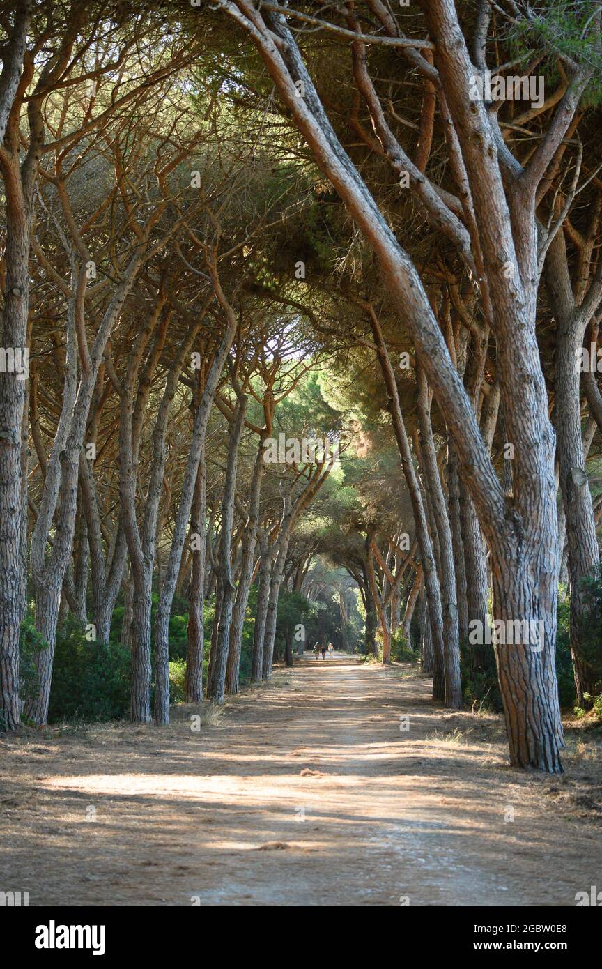 Tunnel di alberi nella pineta di Feniglia, Toscana Foto Stock