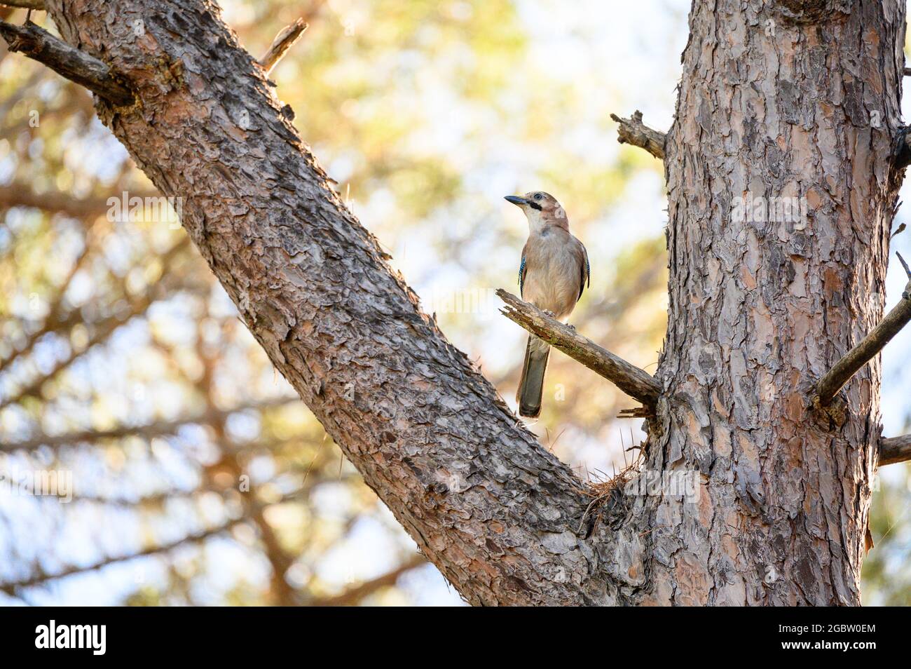 Fieno eurasiatico (Garrulus glandarius) nella pineta di Feniglia, Toscana Foto Stock