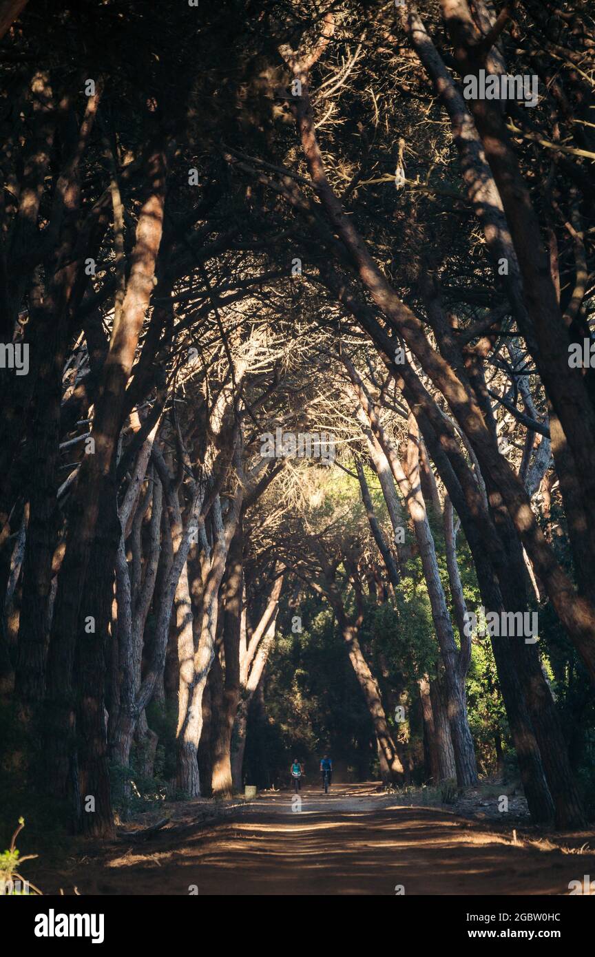 Sentiero nella pineta di Feniglia, Toscana Foto Stock