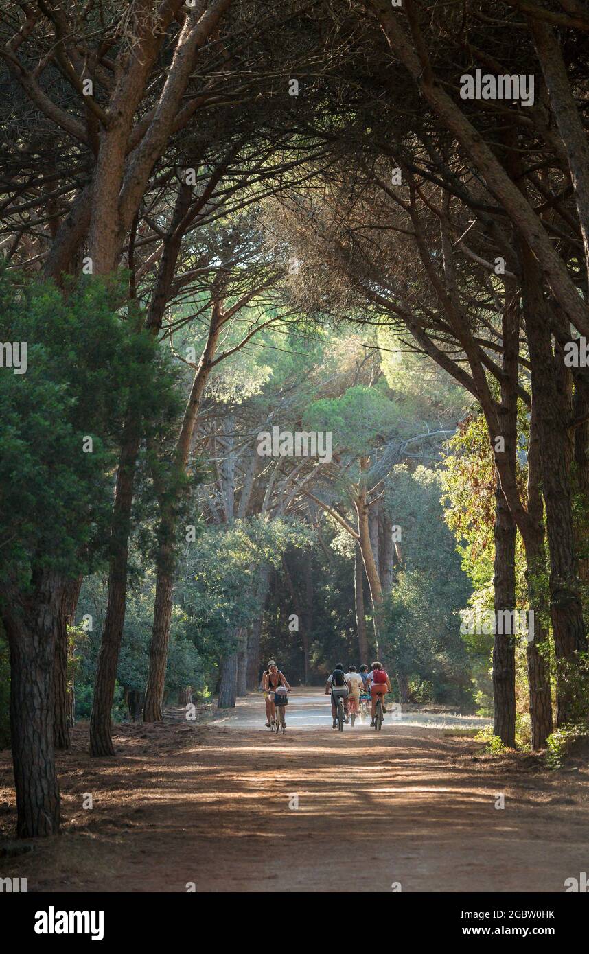 Tunnel di alberi nella pineta di Feniglia, Toscana Foto Stock