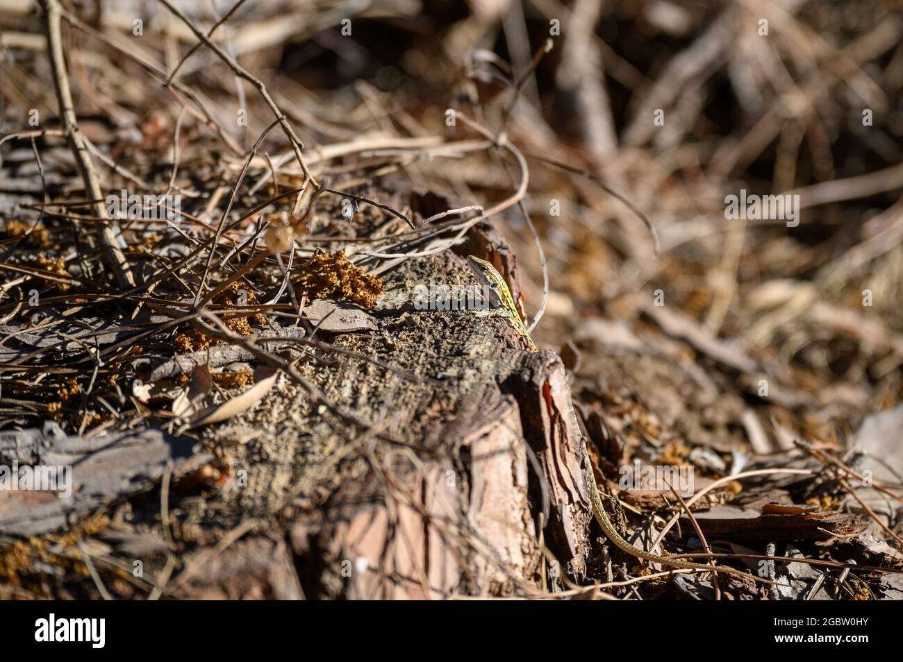 Lucertola verde nella pineta di Feniglia, Toscana Foto Stock