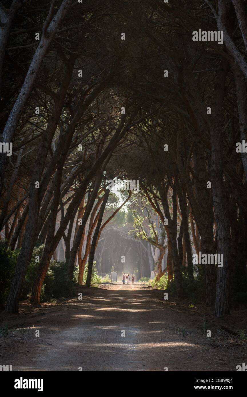 Tunnel di alberi nella pineta di Feniglia, Toscana Foto Stock