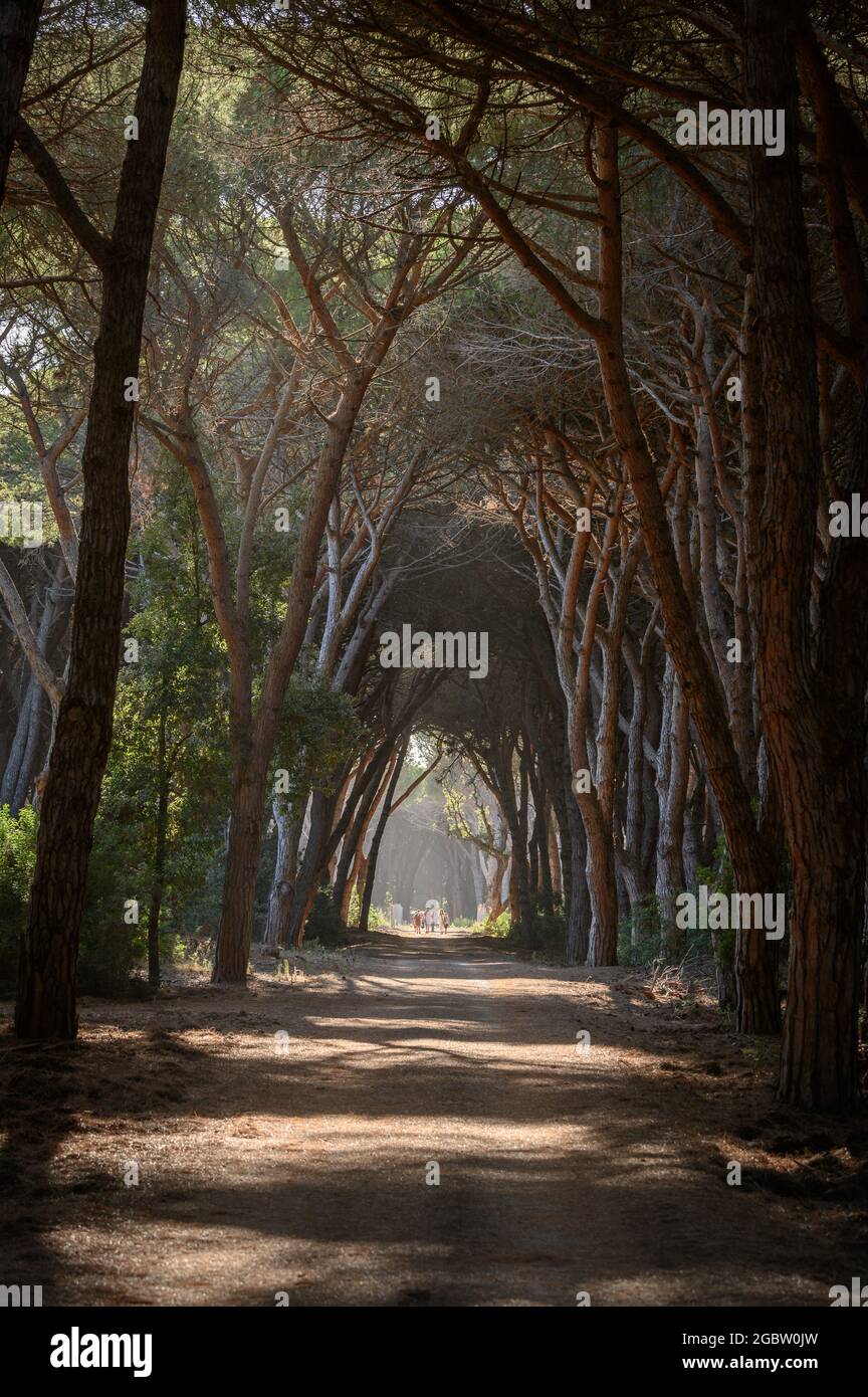Tunnel di alberi nella pineta di Feniglia, Toscana Foto Stock
