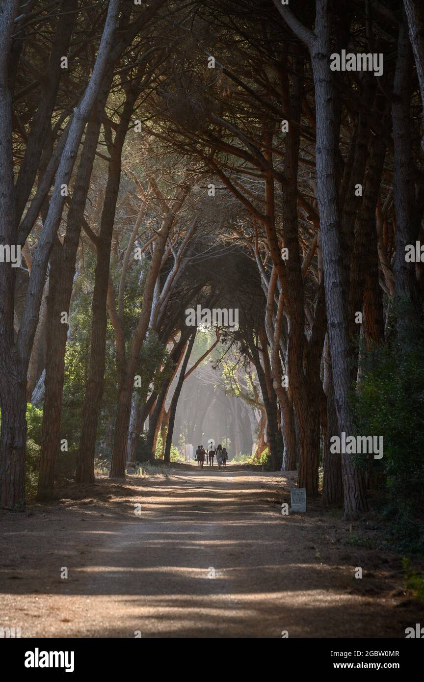 Tunnel di alberi nella pineta di Feniglia, Toscana Foto Stock