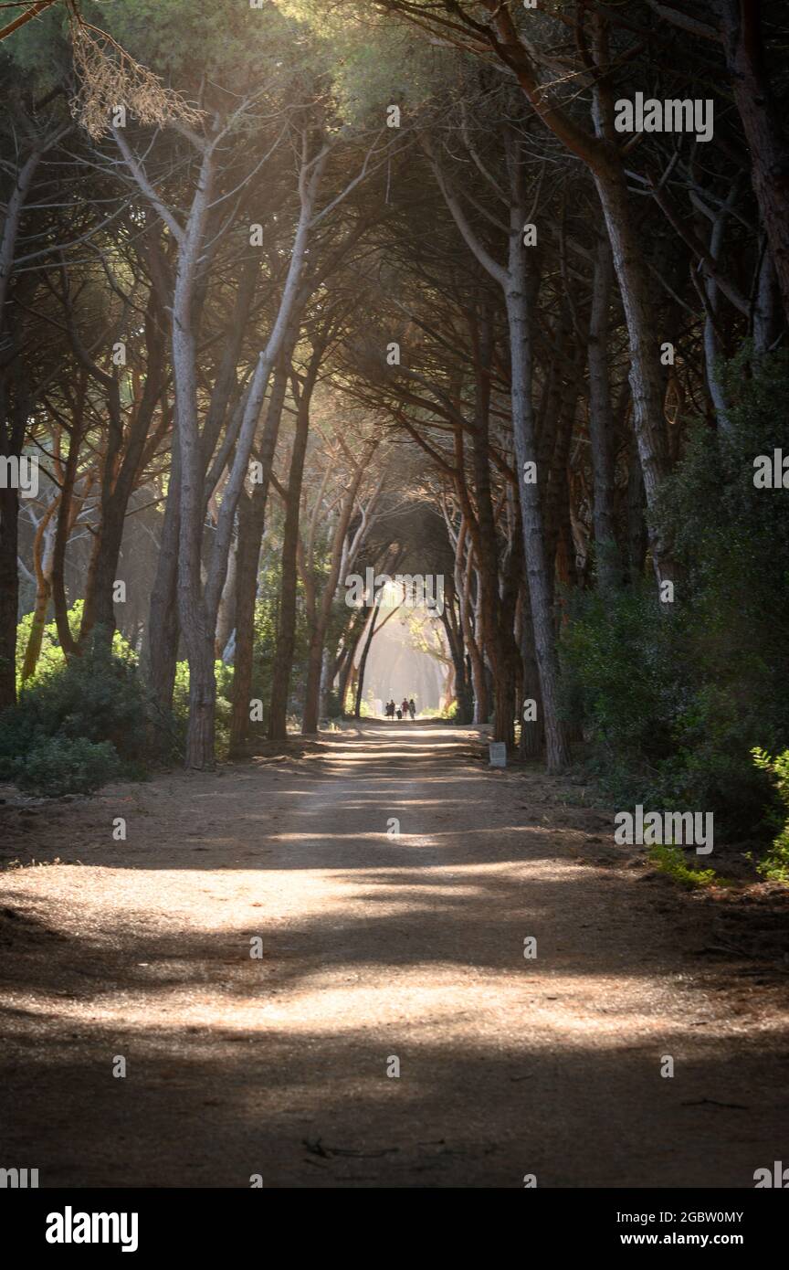 Tunnel di alberi nella pineta di Feniglia, Toscana Foto Stock