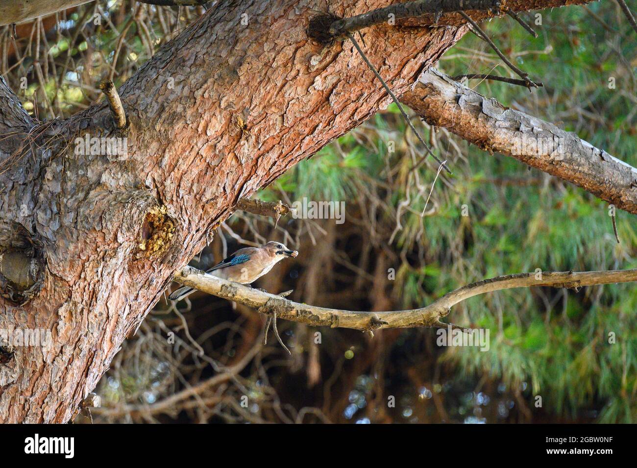 Fieno eurasiatico (Garrulus glandarius) nella pineta di Feniglia, Toscana Foto Stock