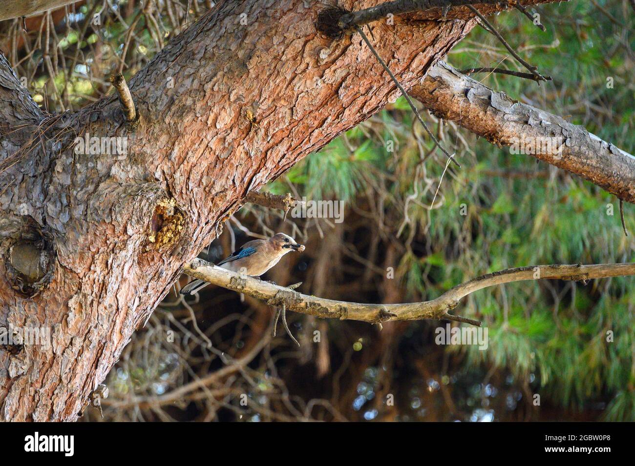 Fieno eurasiatico (Garrulus glandarius) nella pineta di Feniglia, Toscana Foto Stock