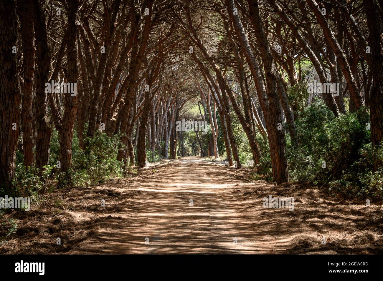 Sentiero che conduce attraverso un tunnel di alberi nella pineta coltivata di Feniglia, Toscana Foto Stock