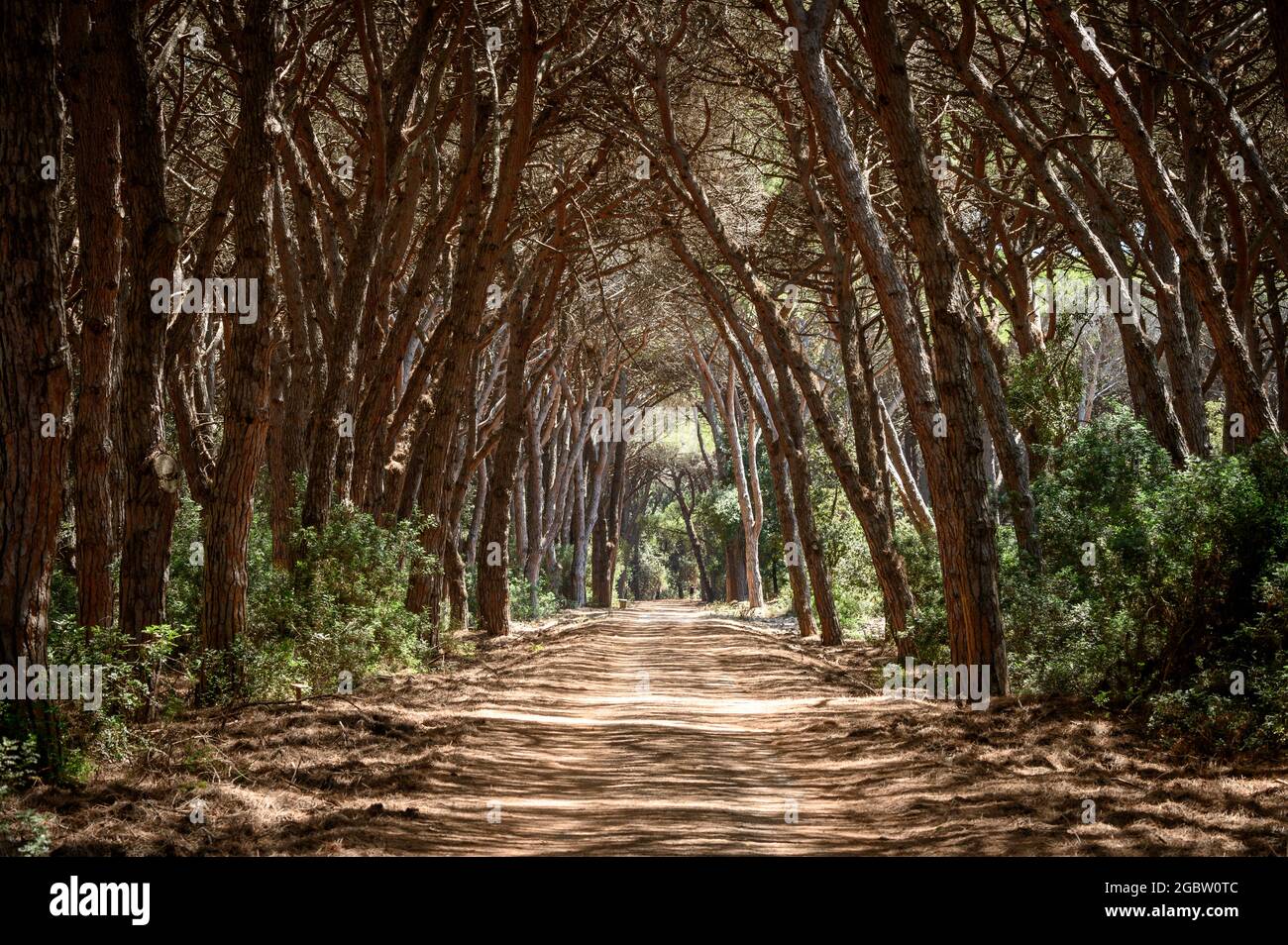 Sentiero che conduce attraverso un tunnel di alberi nella pineta coltivata di Feniglia, Toscana Foto Stock