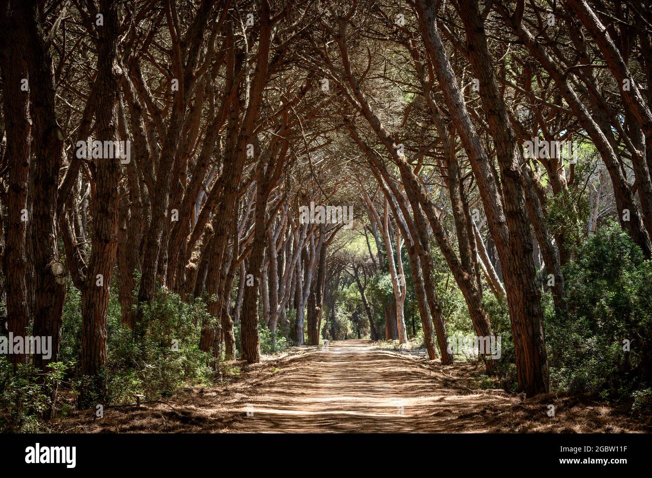 Sentiero che conduce attraverso un tunnel di alberi nella pineta coltivata di Feniglia, Toscana Foto Stock