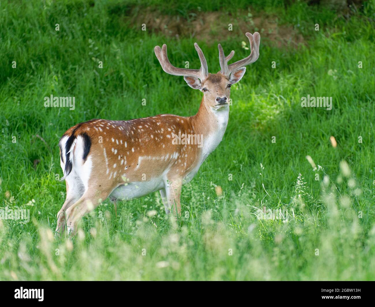 Daino (Dama dama) pugnalato in velluto, Knepp Estate, Sussex, UK, giugno 2021. Foto Stock