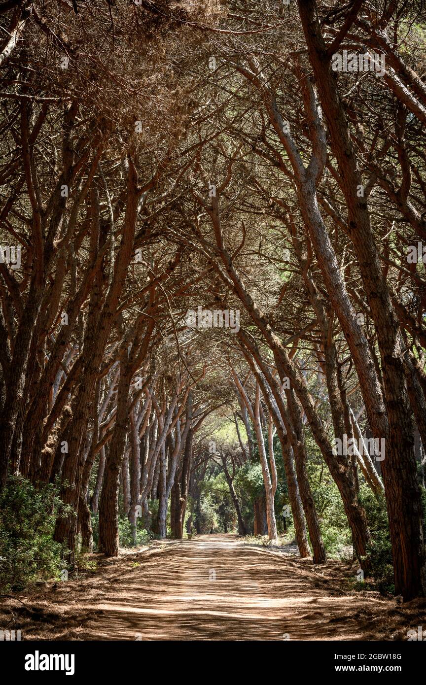 Sentiero che conduce attraverso un tunnel di alberi nella pineta coltivata di Feniglia, Toscana Foto Stock