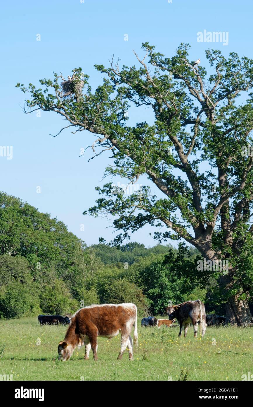 Inglese longhorn bovini (Bos taurus) che pascolano vicino ad un albero di quercia dove cicogne bianche (Ciconia ciconia) sono nidificazione, Knepp Estate, Sussex, UK, Giugno 2021. Foto Stock