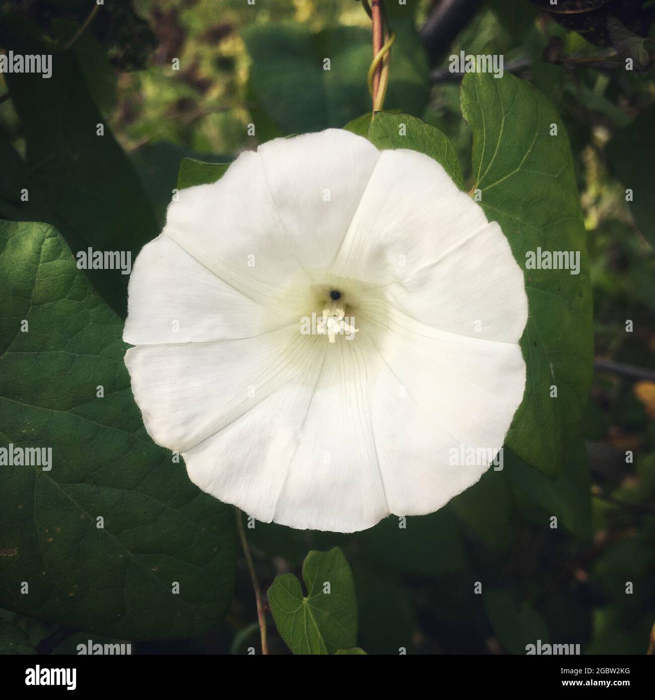 Una siepe bindweed fiore. Primo piano su un solo fiore. Foto Stock