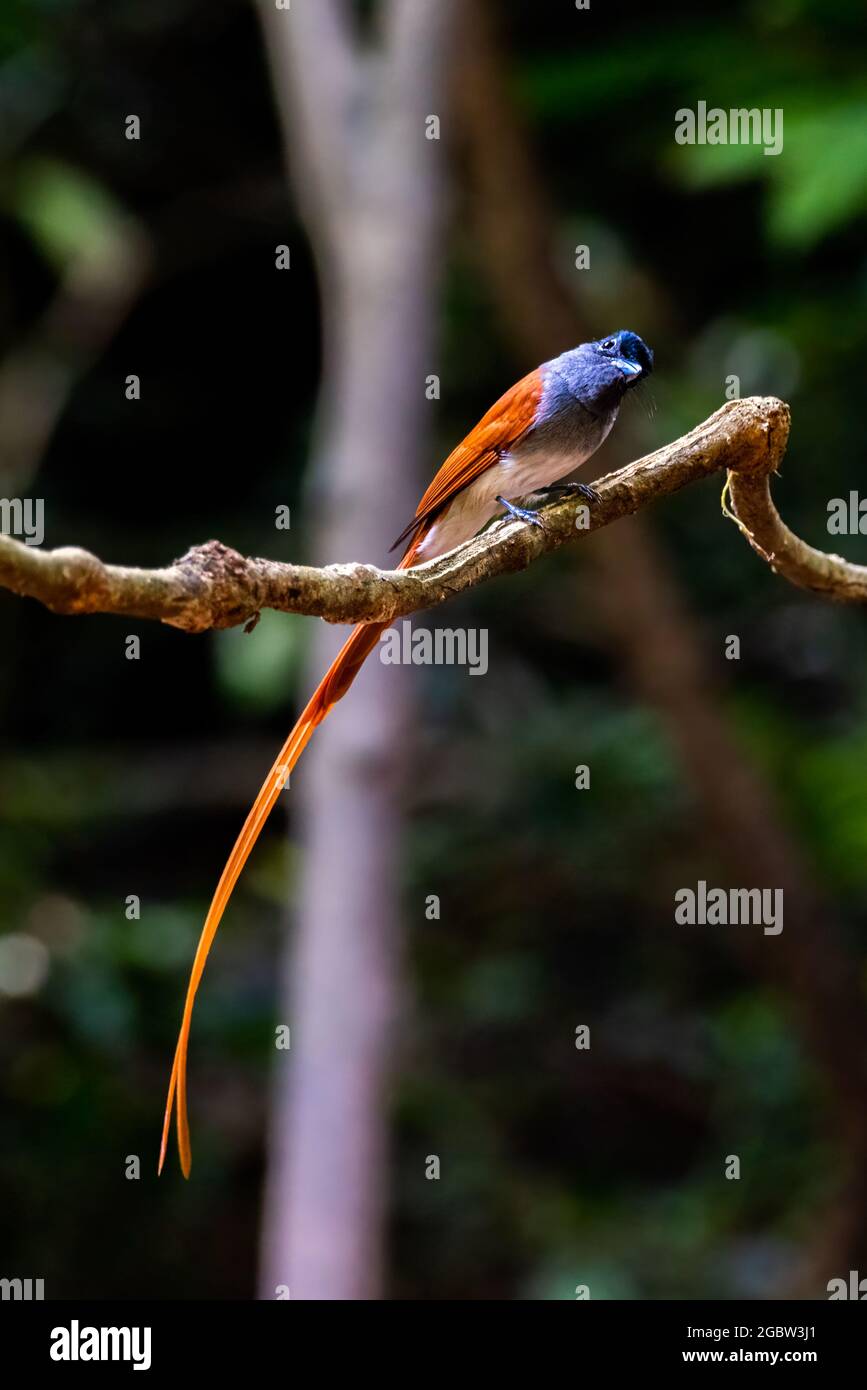 Asian Paradise Flycatcher, bellissimo uccello nella foresta tropicale Foto Stock