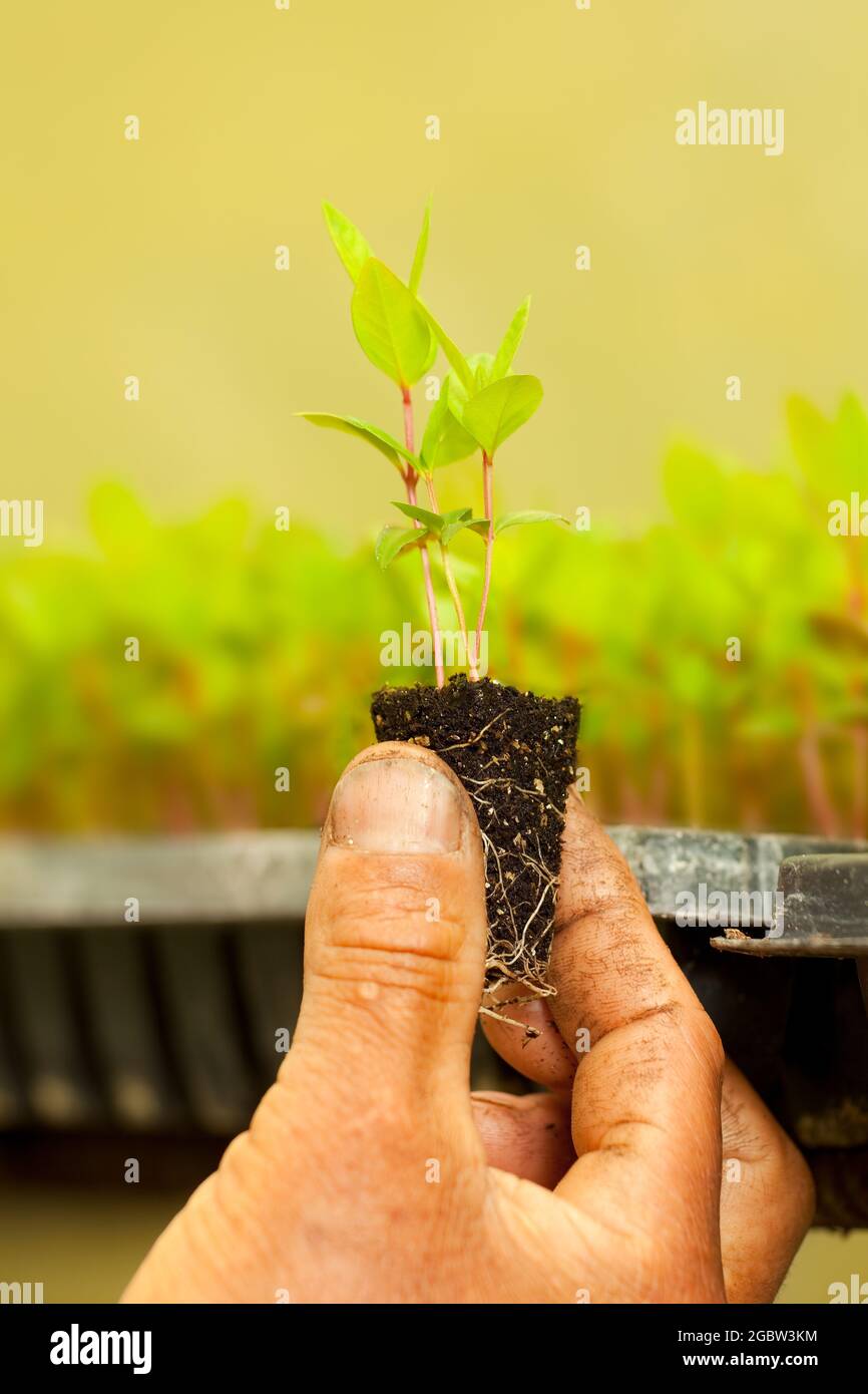Una mano dei coltivatori che tiene una pianta germogliata in una serra. Foto Stock