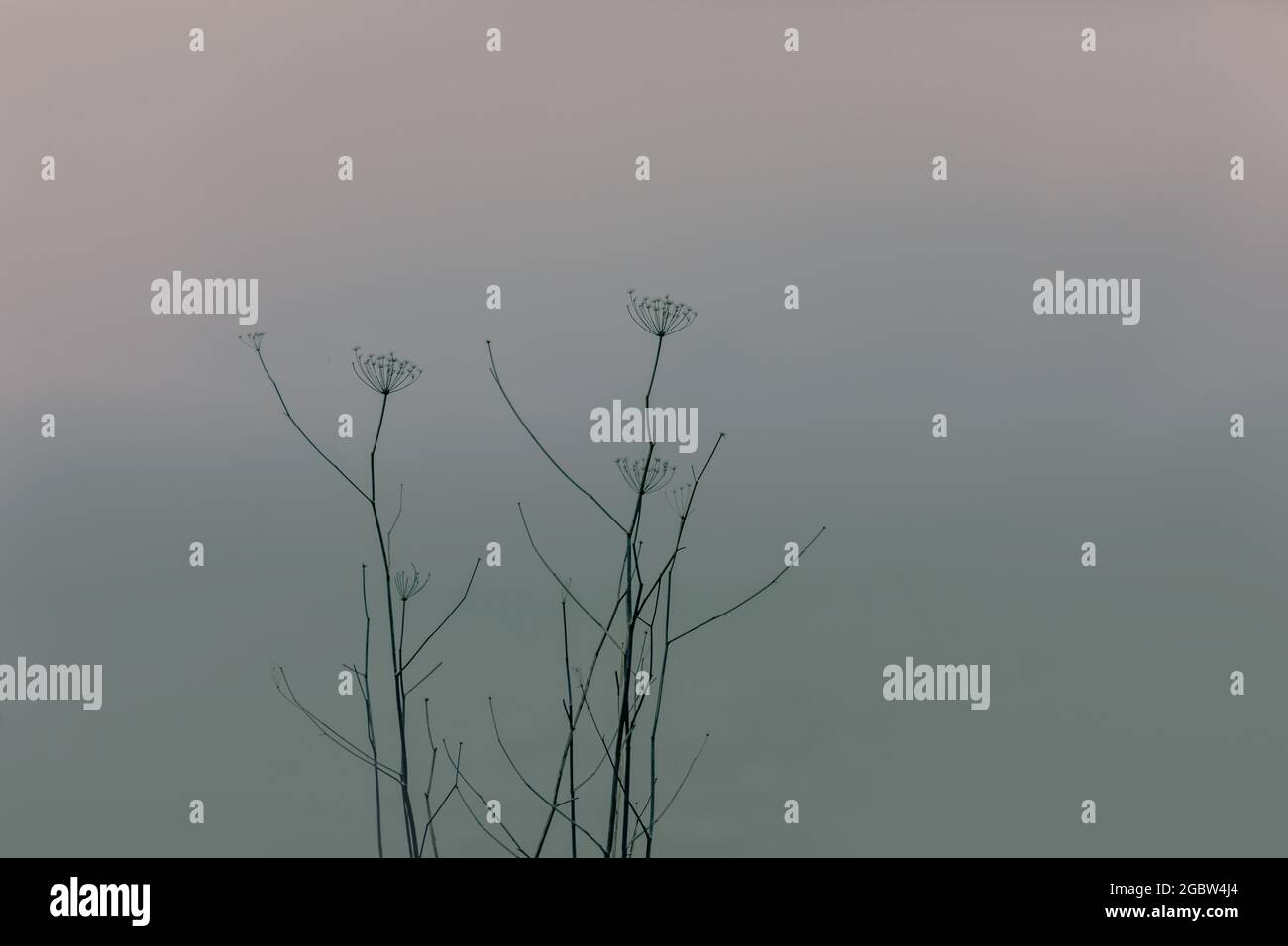 Silhouette di fiori sbiaditi contro un cielo tramonto scuro Foto Stock