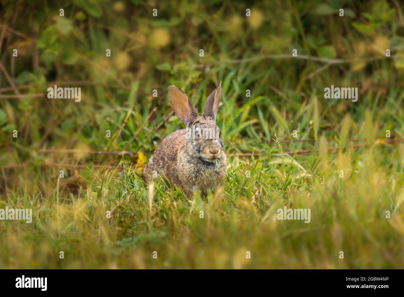 Coniglio di coda di cotone selvatico seduto nel gras con una lama di gras la sua bocca Foto Stock