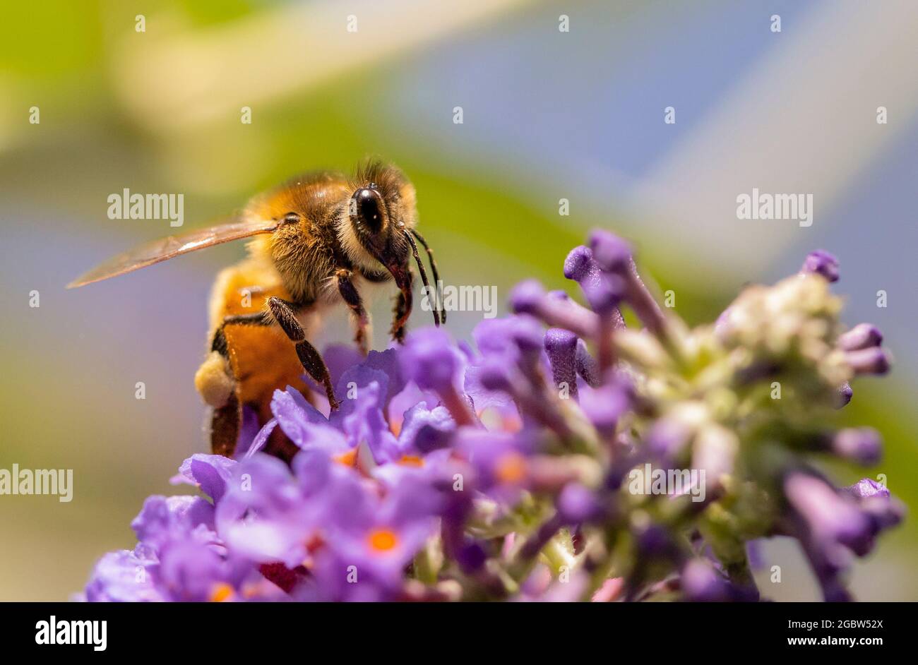 Honey Bee, Apis mellifera, appollaiato su un fiore in un giardino britannico, estate 2021 Foto Stock