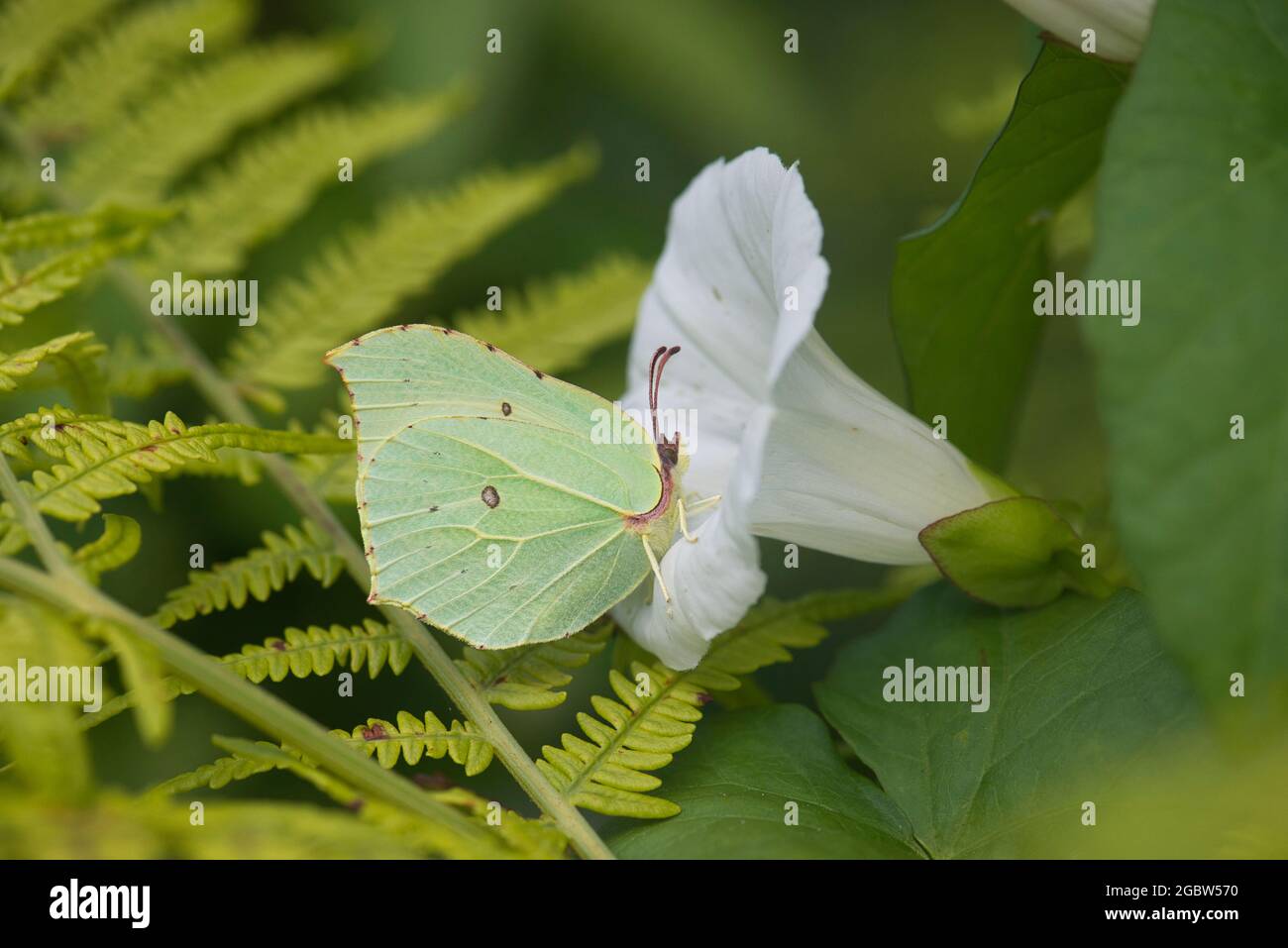 Brimstone (Gonepteryx rhamni). Lato inferiore della farfalla su fiore più grande bindweed Foto Stock