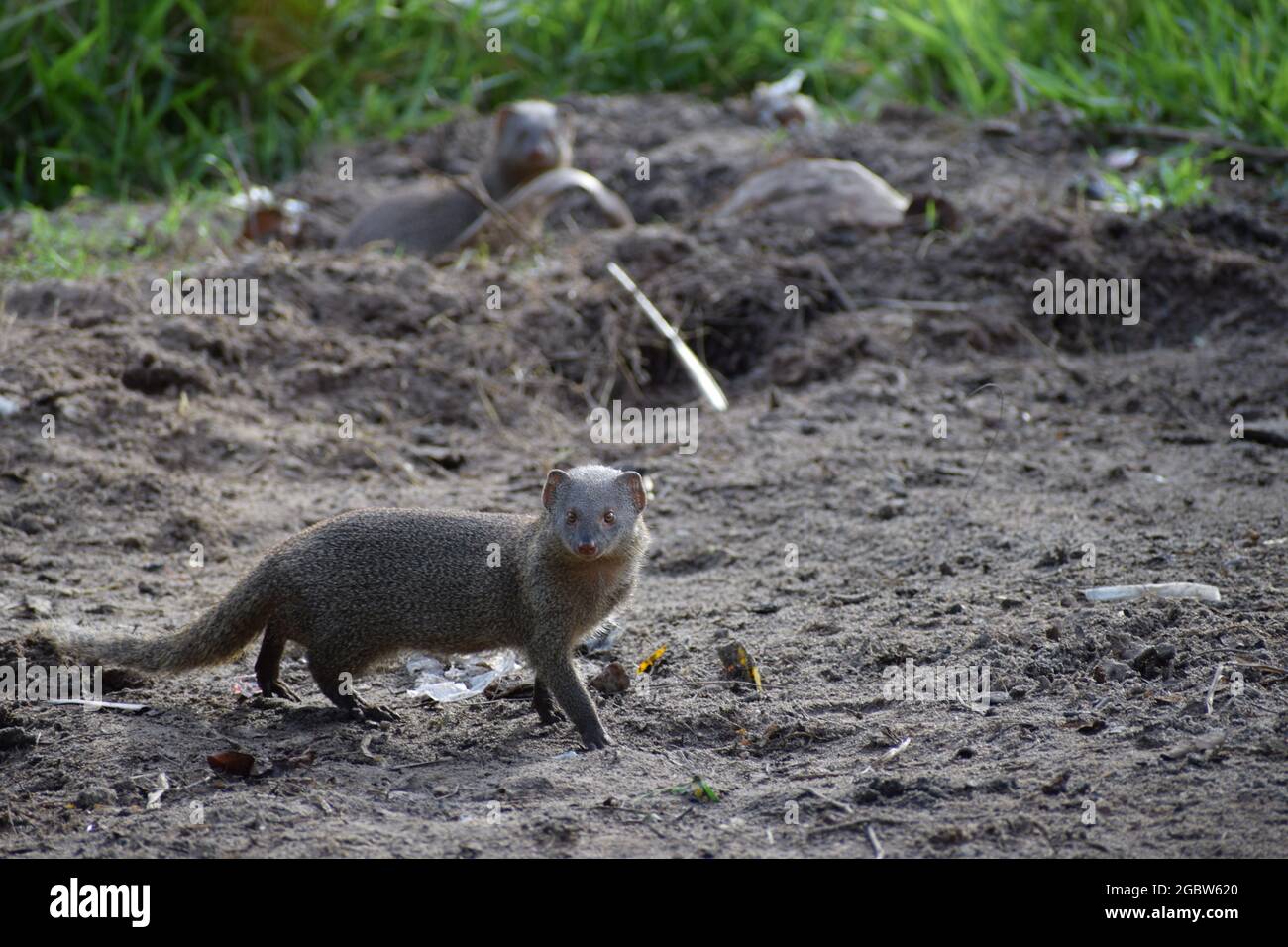 Nascosto Ruddy mongoose Foto Stock