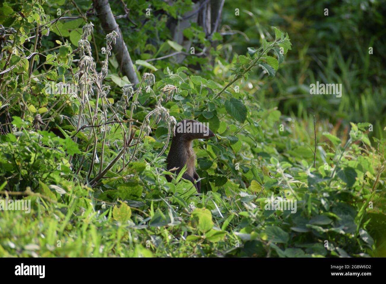 Nascosto Ruddy mongoose Foto Stock