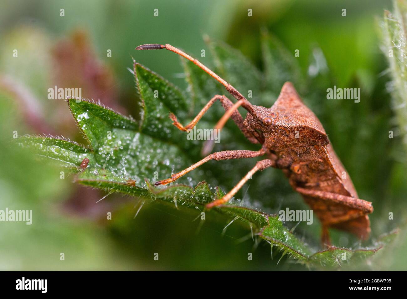 Il bug del dock (Coreus marginatus) è ovviamente confuso tra le nettle Foto Stock
