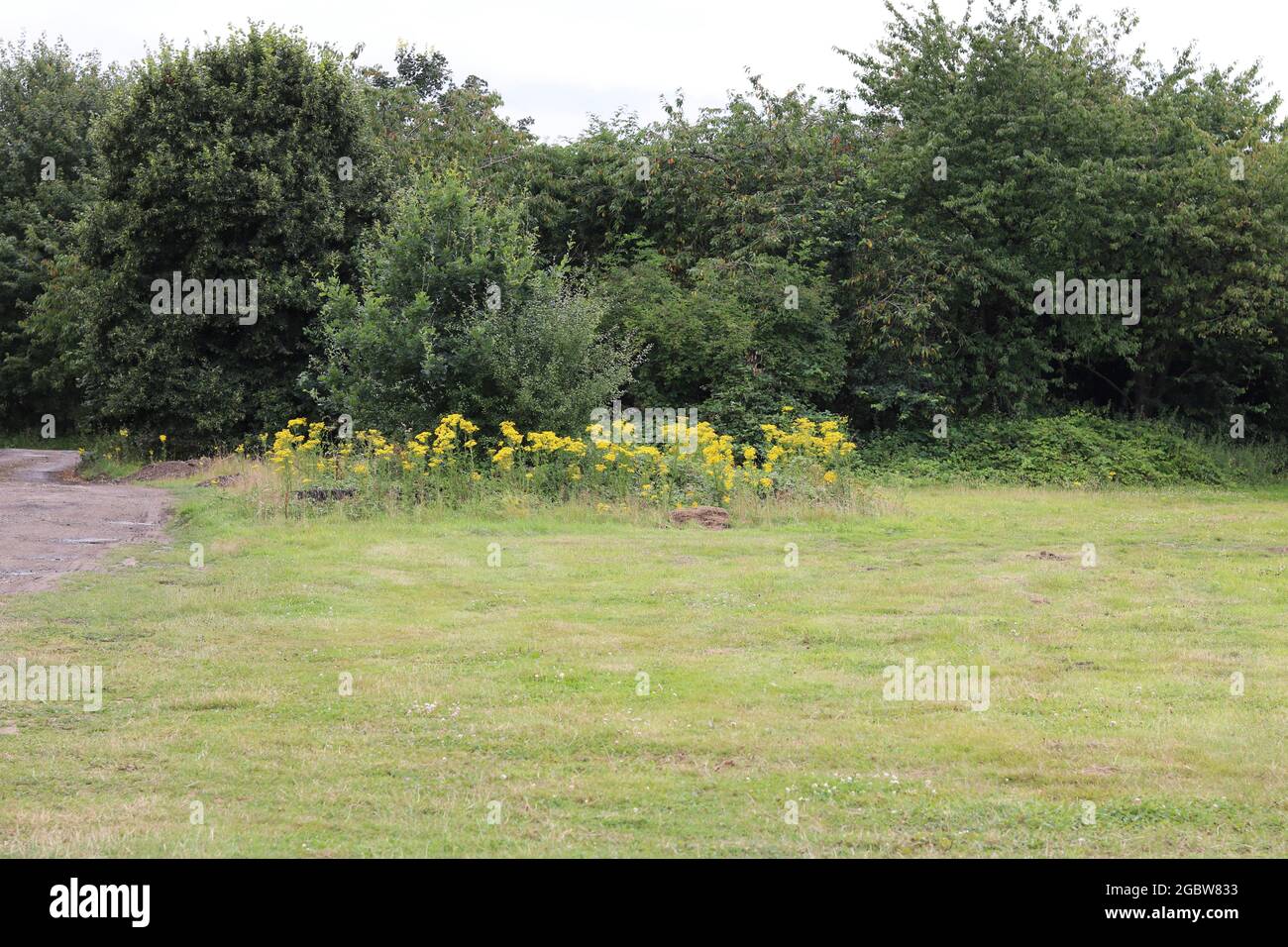 Scena di campagna inglese che mostra erba, erbacce e cespugli con spazio di copia Foto Stock