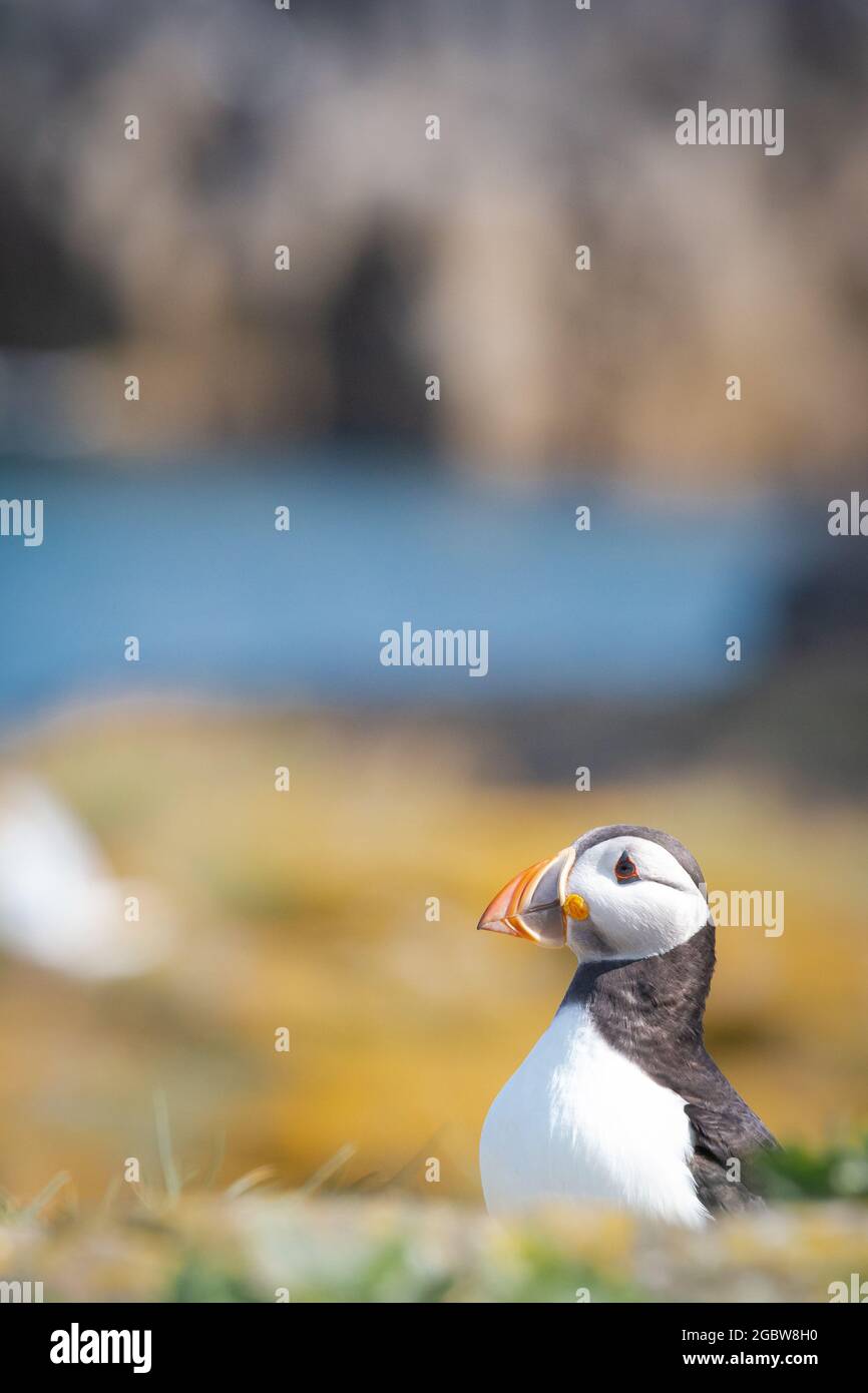 Il puffin atlantico (Fratercola arctica) si trova sulla riva rocciosa coperta di lichen di una delle Isole Farne del Northumberland, Regno Unito Foto Stock