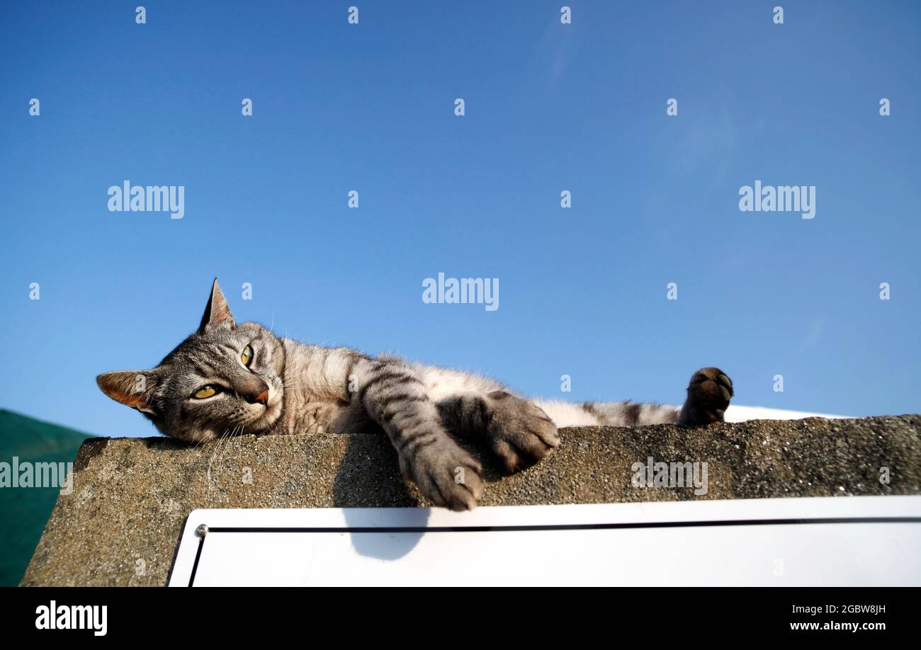 Domestico a strisce gatto lounging sulla cima di un muro. Foto Stock