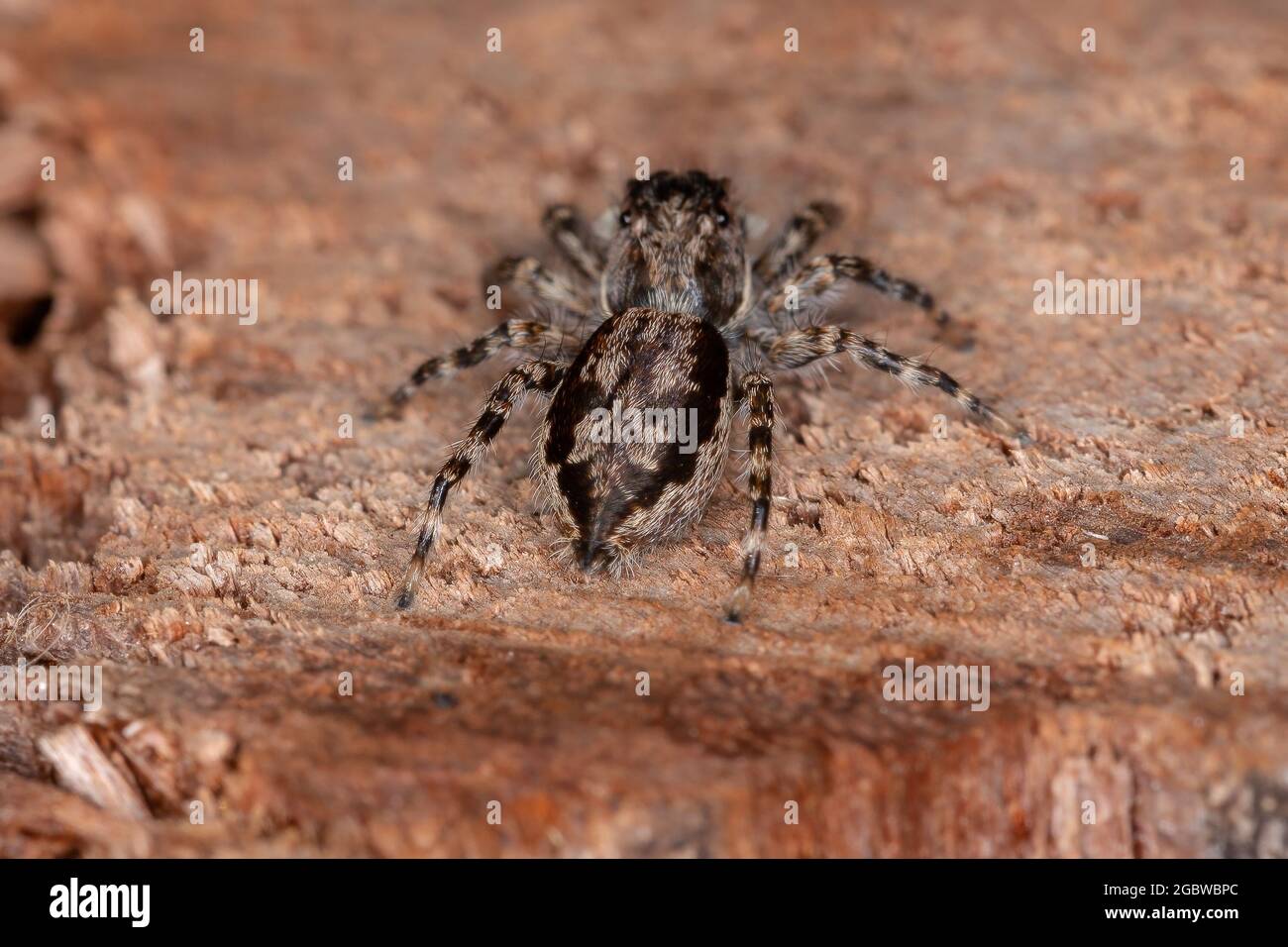 Piccola parete grigia che salti Spider della specie Menemerus bivittatus Foto Stock